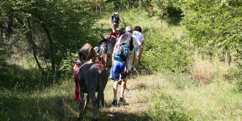 Team building A spasso con gli asini